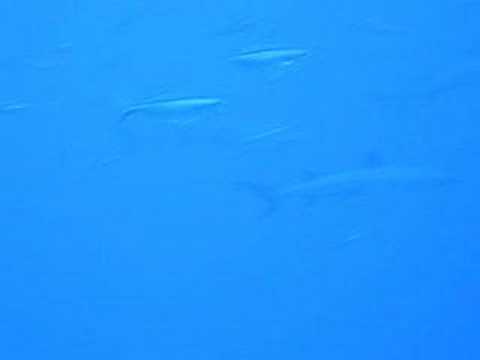 Weißspitzen-Riffhaie