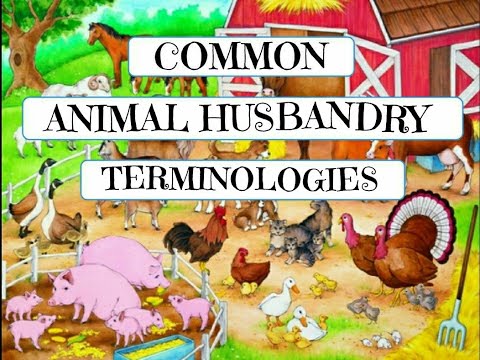 Dr. Sara May, Allergy and Immunology