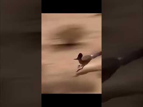 Watch how this bird is caught in Saudi Arabia