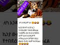 Education English Amharic