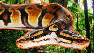 Rare Two-Headed Snake Found In The Wilderness | Wild America | Real Wild