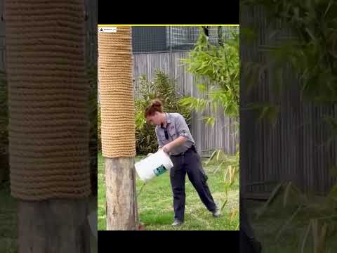 Never Climb a Tree from a Tiger | #facts #animal