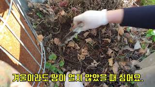 추식 구근(튤립,무스카리,수선화)  심는 방법