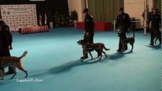 preview picture of video 'Guias Caninos Policia Nacional Exposicion Canina Internacional Talavera de la Reina'