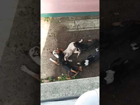 Viral Dogs Fighting 😠😡#shorts #dogfight #sad