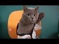 New Ultimate Aarons Animals Video 2018 v New Ultimate Aarons Animals Video 2018 v
