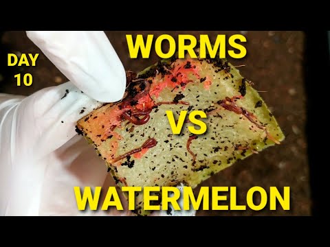 Red Wiggler Worms VS Watermelon | Day 10 | Baiting Worms Out Of Worm Bin | Vermicomposting