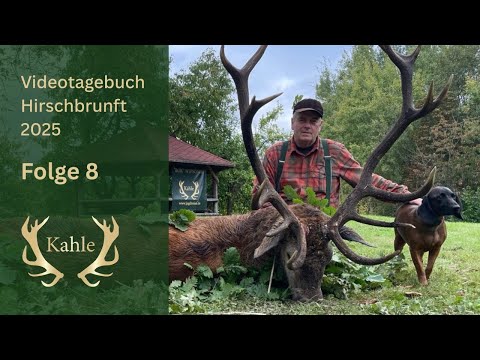 Nachsuche - Fangschuss - Hirsch liegt! Hirschbrunft in Masuren / Polen | Tag 8