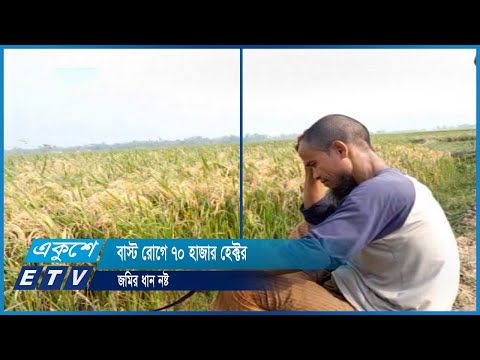 ৭০ হাজার হেক্টর ধান নষ্ট
