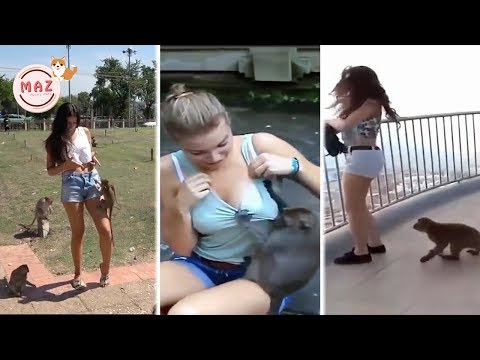 Funny Monkeys Stealing Everything From Beautiful Girls - Funny Monkeys Doing Stupid Things Video