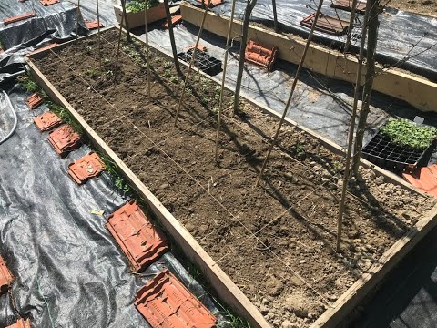 Zasiedlamy nasze podniesione grządki