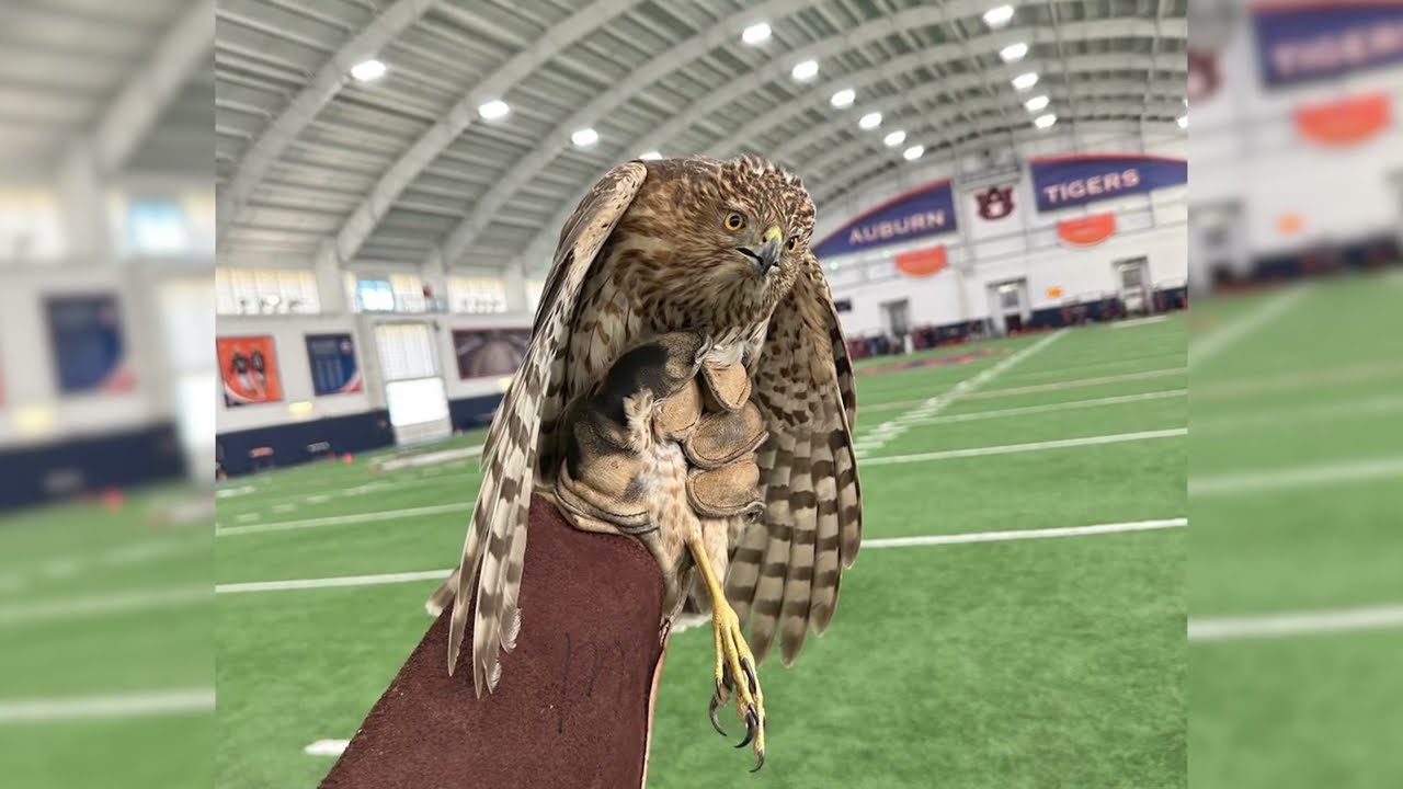 Video 1 preview image