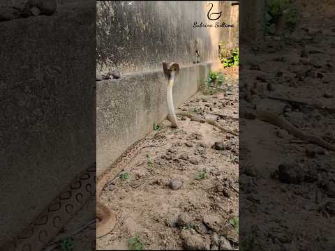 "Cobra vs. Russell's Viper: A Fierce Snake Fight! #snakeresque #wildlife #animals #kingcobra #shorts