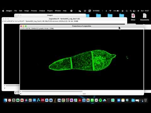 How to process a z-stack image into a 2D image in ImageJ | How to process confocal microscope images