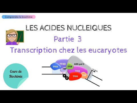 EUKARYOTIC TRANSCRIPTION | NUCLEIC ACIDS Part 3 | Easy Biochemistry