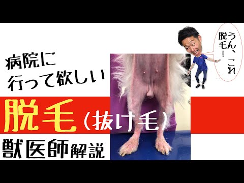 犬の脱毛 - 原因と治療法