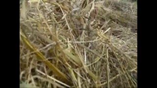 Гермофродит