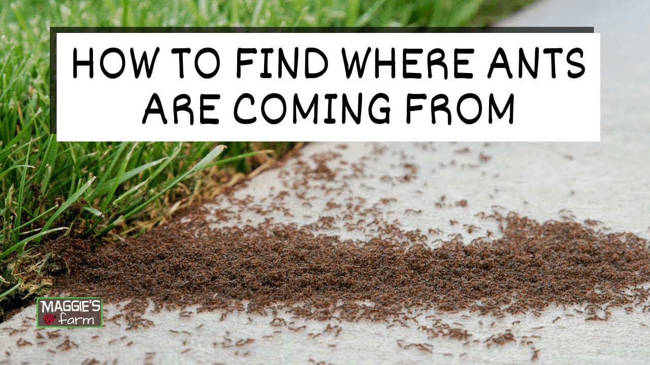 How to Find Where Ants Are Coming From