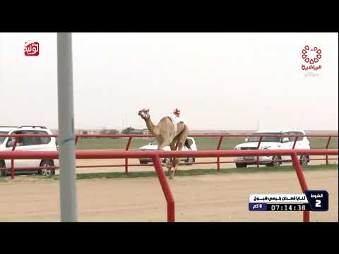 ش 2 كأس (سمهوي) لـ هجن الرئاسة 12:00:41 , بطولة الكويت 2026/2/10 ثنايا الشهيد