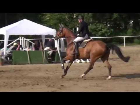 Sergeant Pepper-Grannenstolz gelding * 2010 for sale