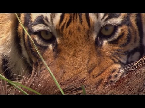 Rare Tiger vs Boar Fight | BBC Earth Video
