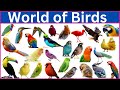 Meet 220 Incredible Colorful Birds With Names Images And Videos