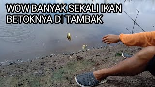 Download lagu Fishing for Betok / Papuyu Fish in Tambak Kalimantan mp3