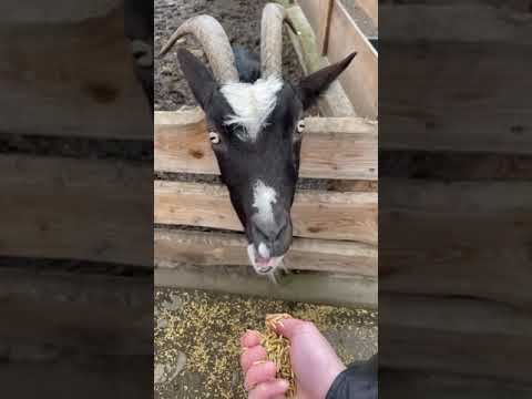 GANTEL - NIE BYŁO MNIE A WRACAM