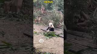 叶秘打花局每次都要来个百米冲刺助跑，一边打还一边跳 #panda #redpanda夕消 #cute #funny #熊日常 #黑熊 #animals #cutepanda #pets #上野パンダ