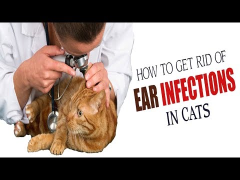 How to Treat Ear Infection in Cats || Home Remedies for Ear Infection in Cats
