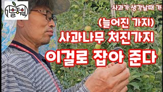 사과 처진가지 늘어진가지 유인끈 유인줄 쉽고 간단하게 처리 [사과재배]