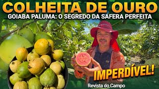 Colheira de Goiaba PALUMA 🍎✨ 13 de agosto de 2026