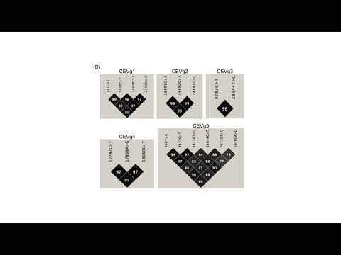 SARS-CoV-2 co-evolution with functional elements of the human genome