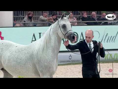 N 43 NATISSE REGALIS   European Championship 2021   VERONA