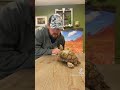 Pay Attention To Me Otis The Turtle