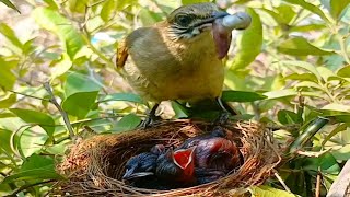 Streak eared bulbul birds after feeding their chicks also wait to eat their chicks' feces