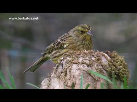Escribano cerillo ( Emberiza citrinella ) Yellow hammer