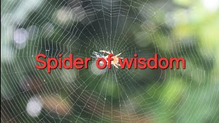 Spider of wisdom
