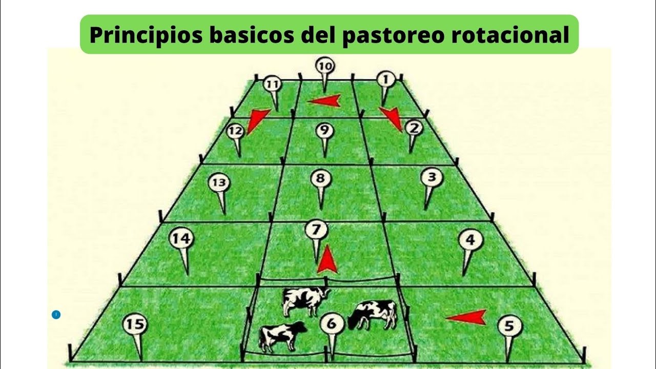 ¿Cuáles son los tipos de pastoreo?