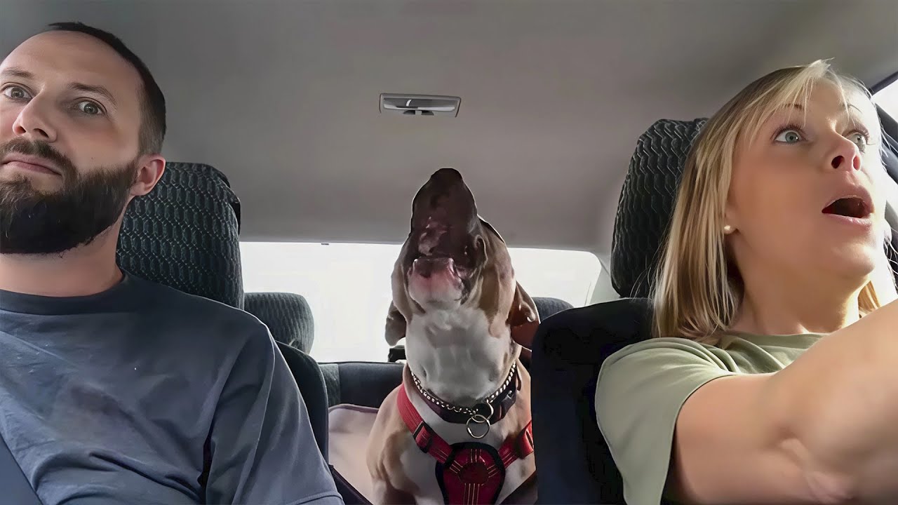 Rescued Pitbull With a Dinosaur Voice Won’t Stop Screaming With Joy