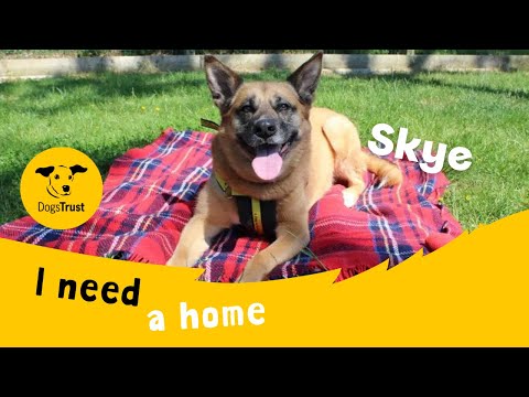 Skye for sale in Evesham, Worcestershire