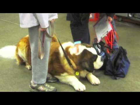 AKC Community Canine (advanced CGC) from the AKC