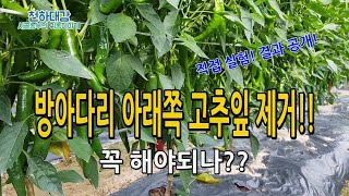 고추잎 제거 꼭 해야되나 실험비교 결과 고추재배기술