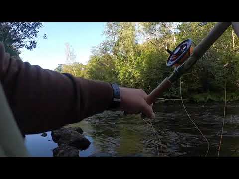 Mörrum, fly fishing for trout September