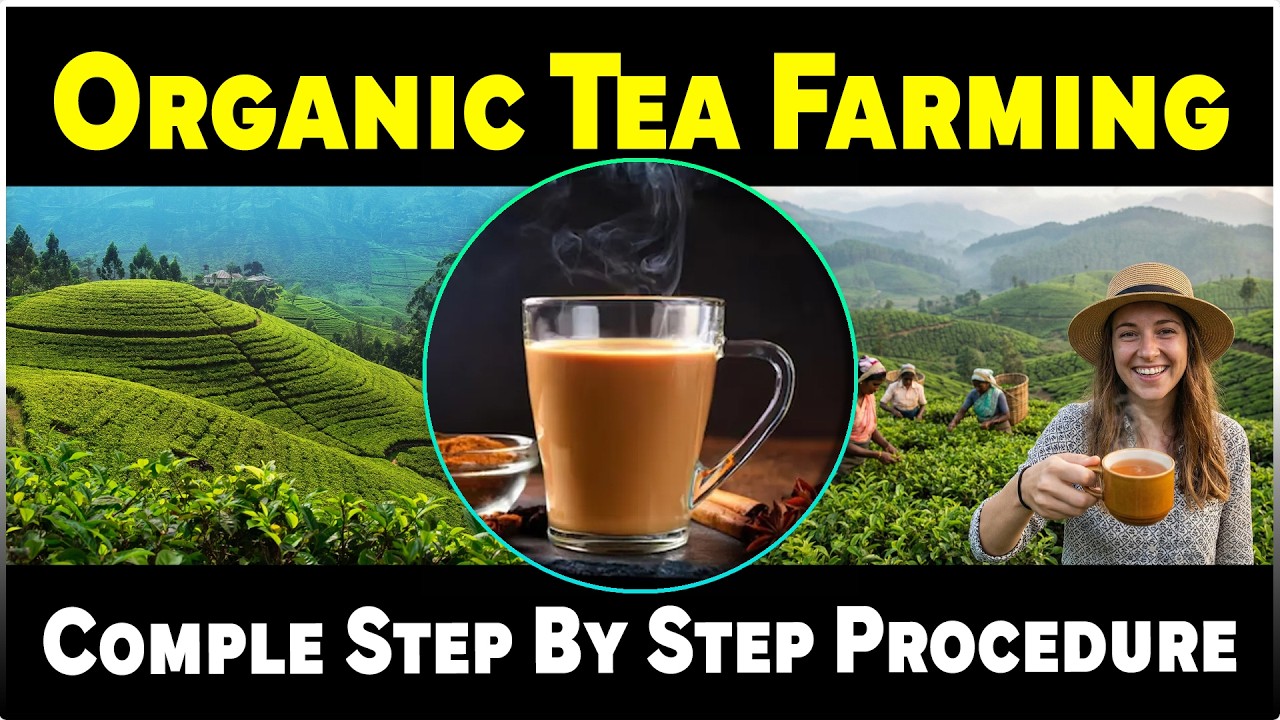 Organic Tea Farming Step by Step | Complete Tea Cultivation Guide
