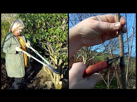 Easy Sambucus / Elder Pruning - annual prune & rejuvenating pruning