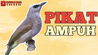 Download lagu Suara Trucukan Memanggil Cocok untuk pikat Durasi 1 Jam Tanpa Iklan. mp3