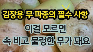 가을 김장무 파종의 필수 사항(설명란 필히 참조) - 이걸 모르면 속비고 물렁한 무가 돼요