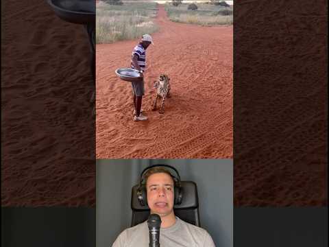 Cheetah Interacting With Human - By jangwasafaris