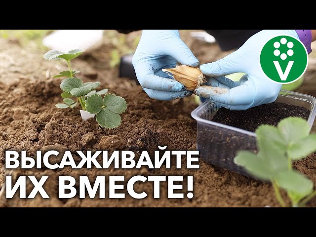 ЧЕСНОК И КЛУБНИКУ САЖАЙТЕ РЯДОМ – РЕЗУЛЬТАТ ВАС УДИВИТ! Плюсы совместной посадки!